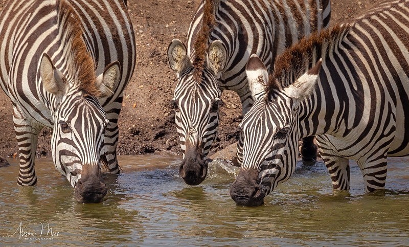  - African Safaris