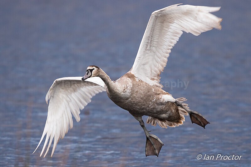 Incoming! - Juvenile Mute Swan - Nature