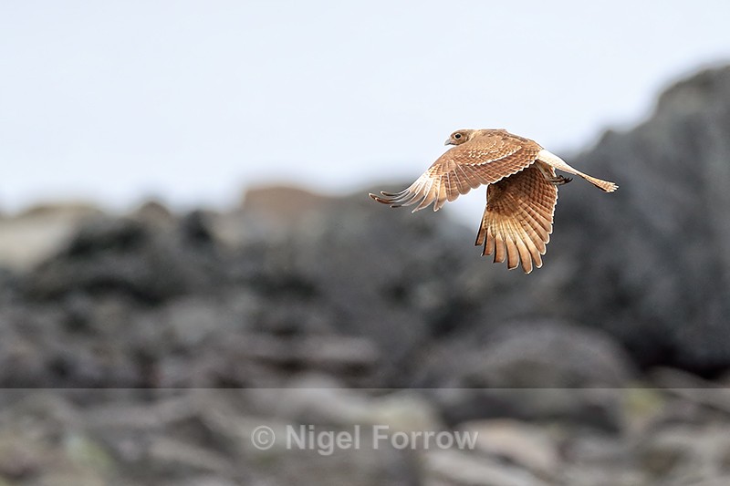 Chimango Caracara in flight, Chile - Chimango Caracara