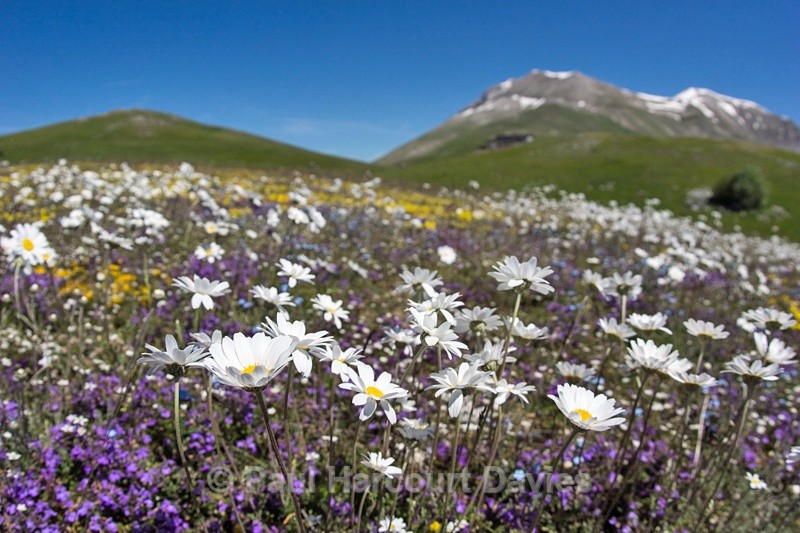  - Plants: wide-angle