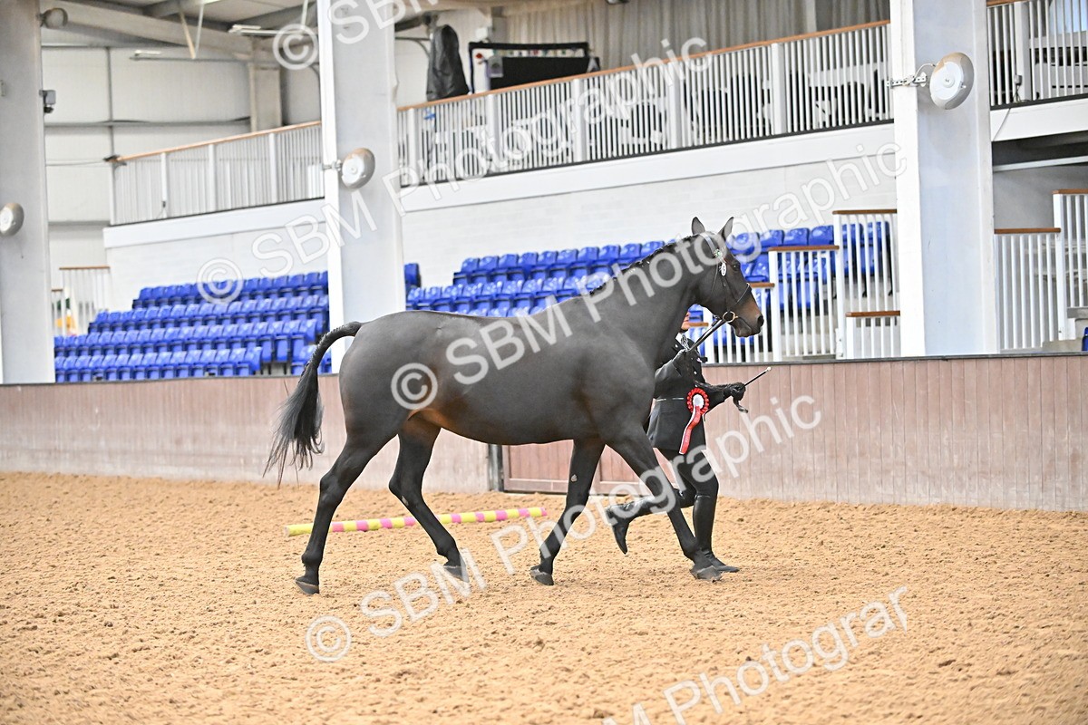 SBM_000735 - Class 14 - SSADL In Hand Championships