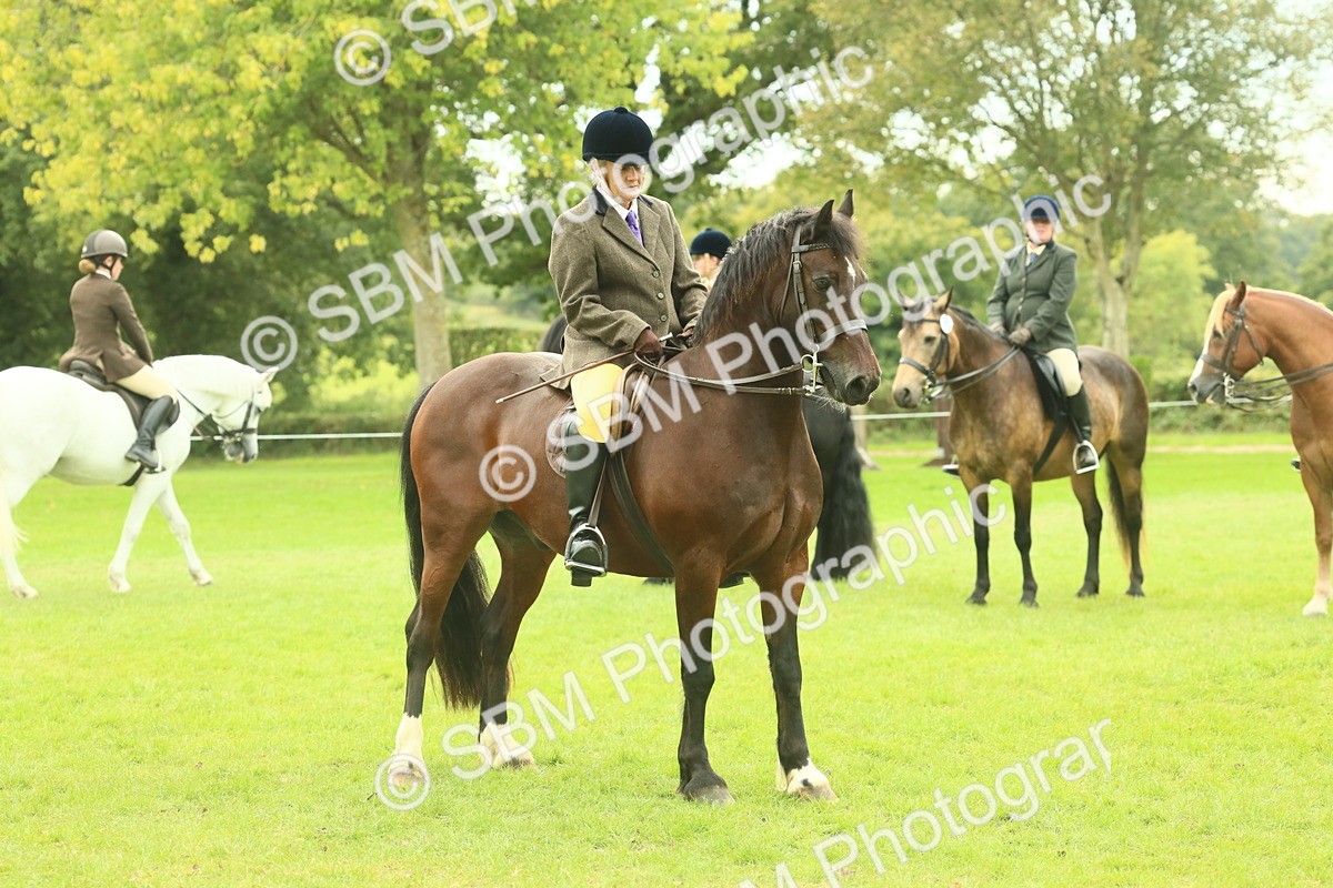 SBM_71987 - S60 - Mountain & Moorland Ridden Large Breeds