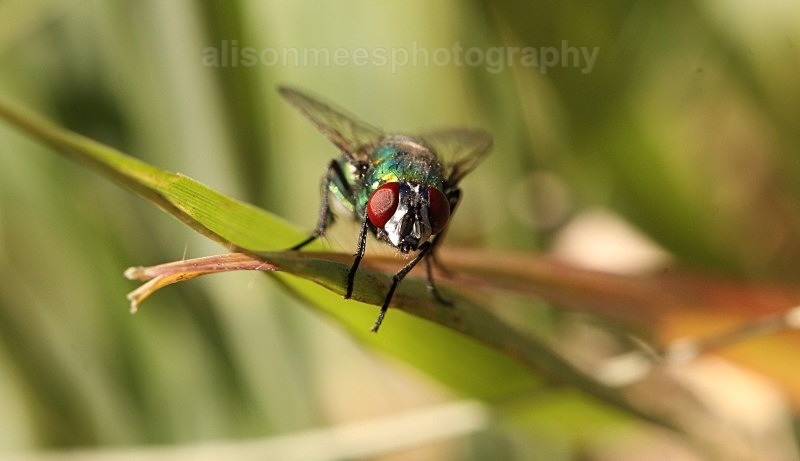  - Macro World