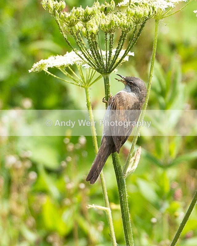 20110702-IMG_6169 - Whitethroat