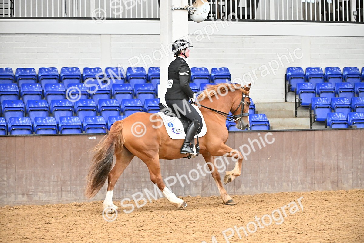 SBM_001450 - Class 19,20 - Ridden Native, Foreign Breeds & Warmbloods