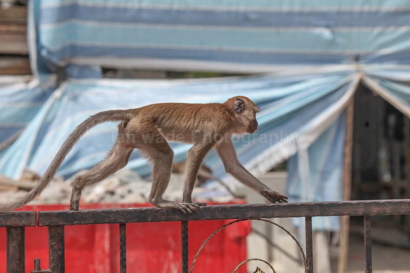 Long tail macaque in building site in the  heart of Kuala Lumpur - Urban Wildlife, Kuala Lumpur - Malaysia
