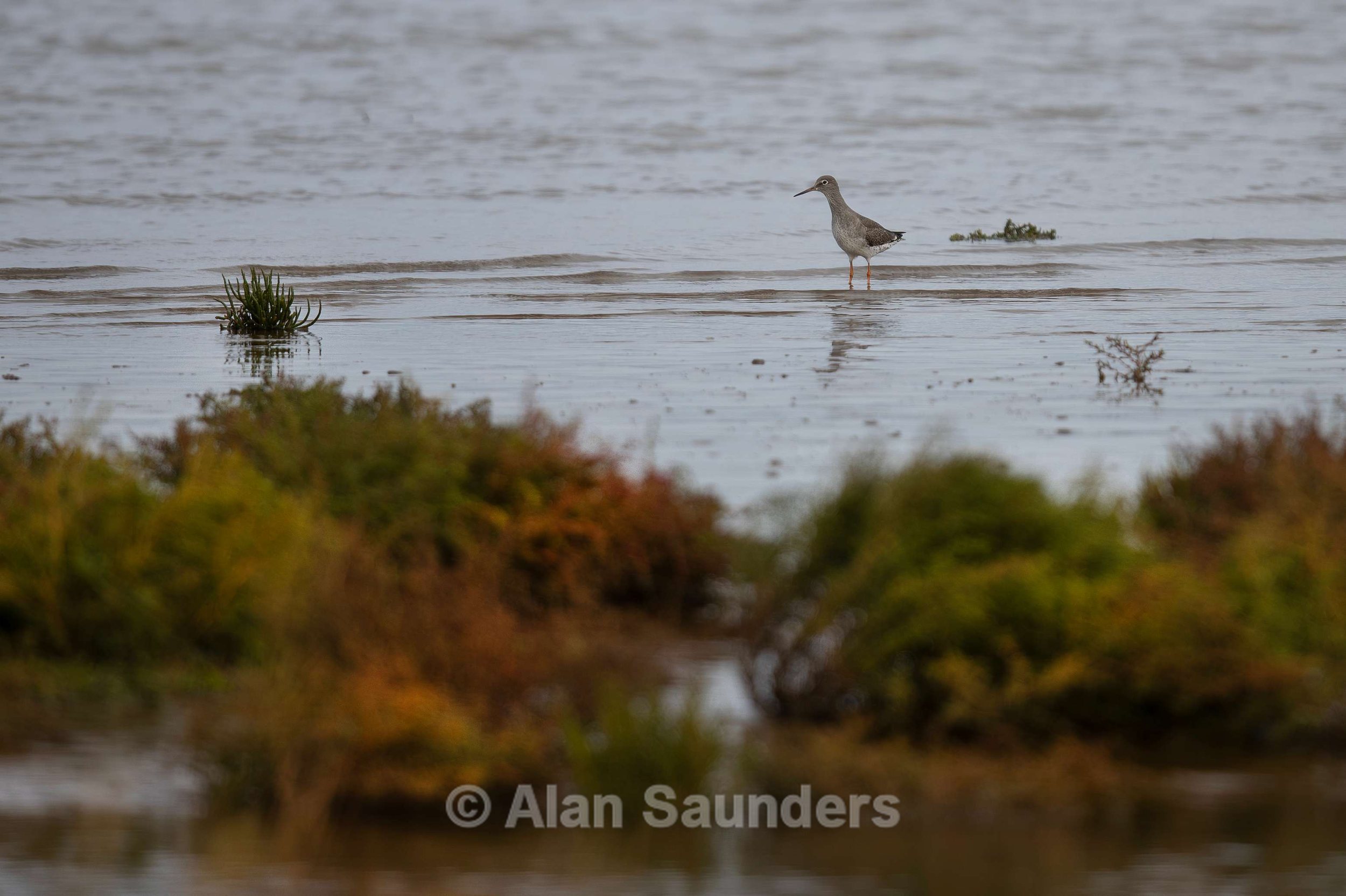 Common Redshank 13