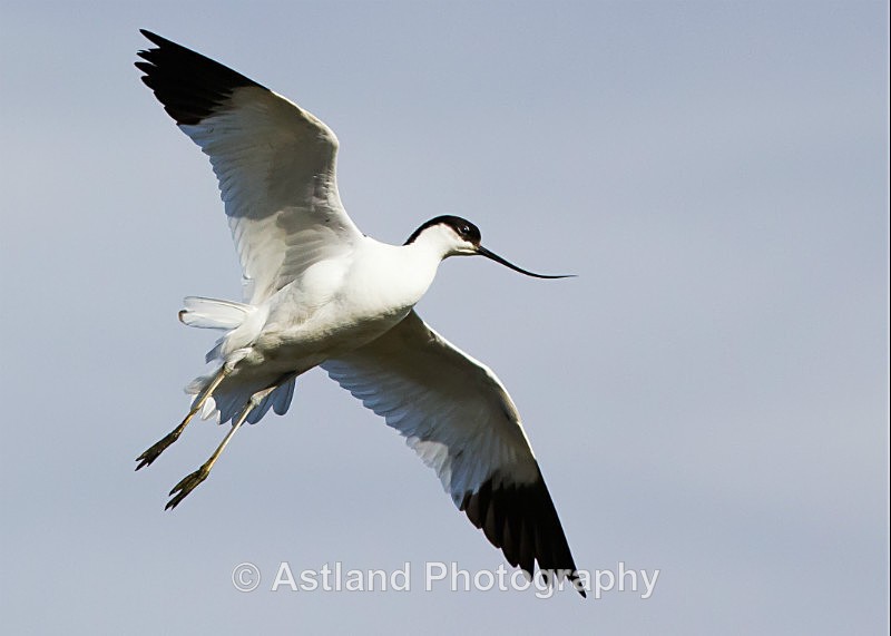 Astland Photography, Bird and Wildlife Images, Susan and Peter Wilson, U.K.