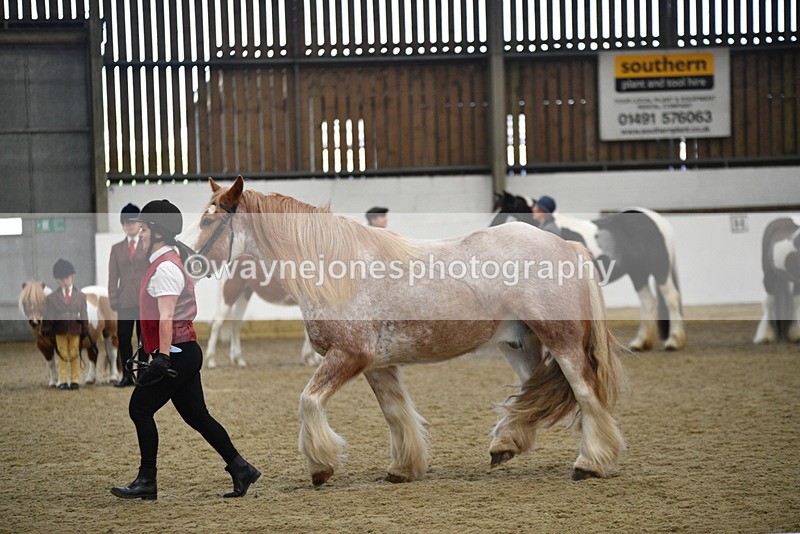 WJ5_4774 - Class 7 In hand coloured / odd coloured