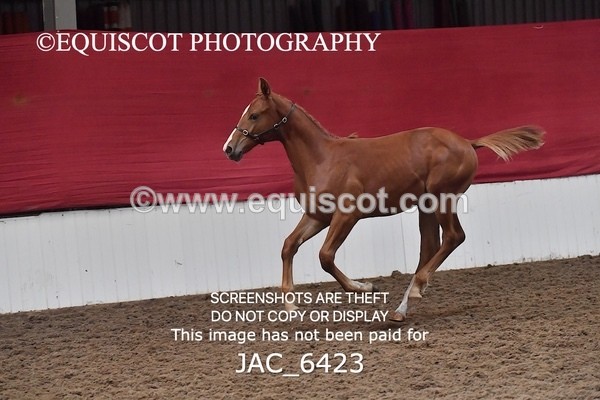 JAC_6423 - 19 Luca