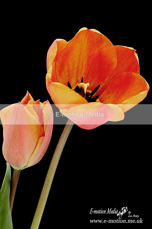 070420 -0068a - Nature