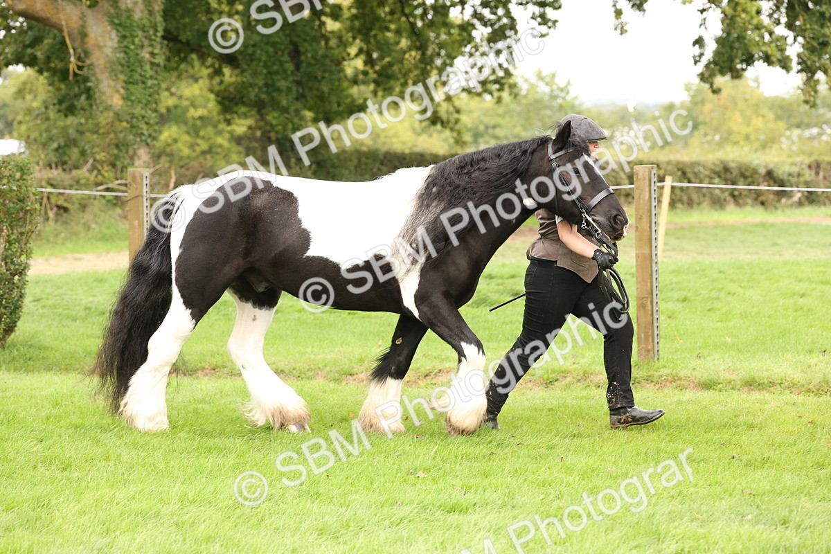 SBM_59296 - S57 - Traditional Cob In Hand