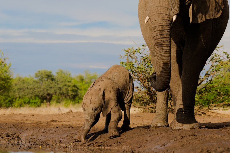 Elephant Baby 34