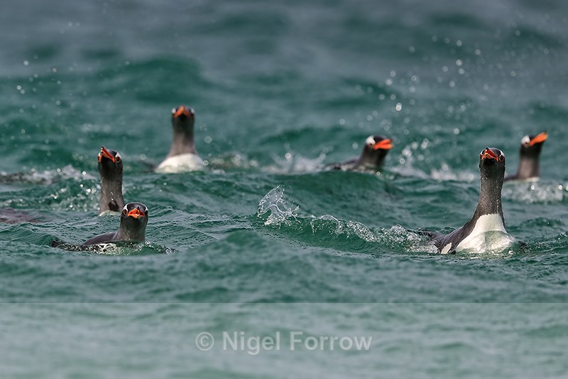 Gentoo Penguins checking before landing, Leopard Beach, Carcass Island - Gentoo Penguin