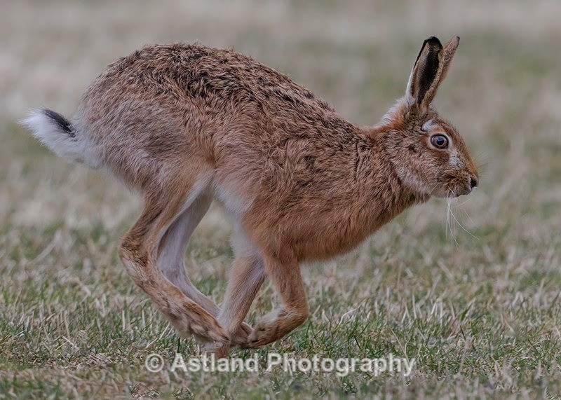 Brown Hare - Latest Images