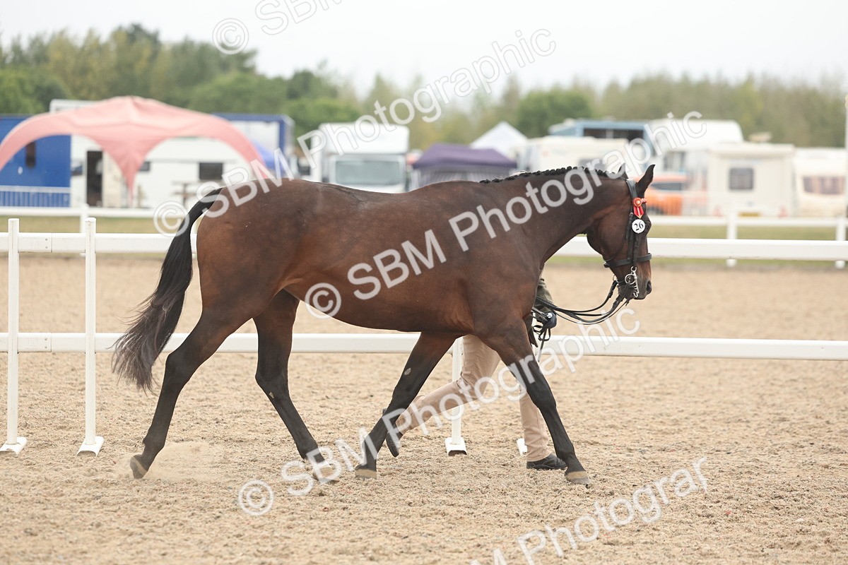 SBM_19804 - Class 318 - IH Part Bred Horse-Pony