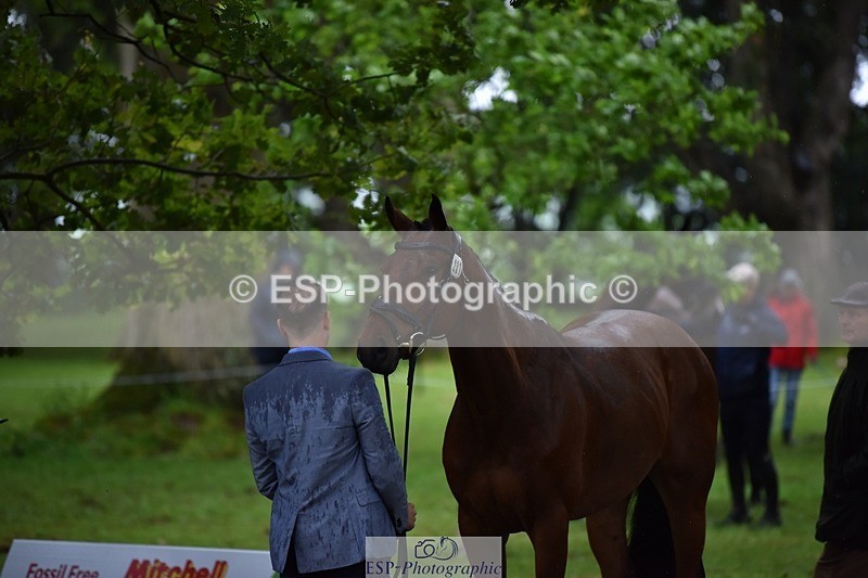 240522-162142-00859 - 231-DHI_ROCK_DANCER-Roberto_Scalisi