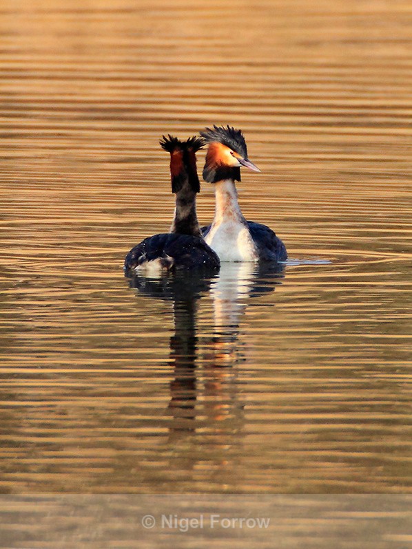 Pair of Great Crested Grebes displaying at Hatch Pond - Great Crested Grebe