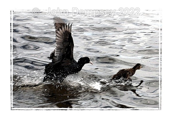 CootDuckling PF - The Curlie