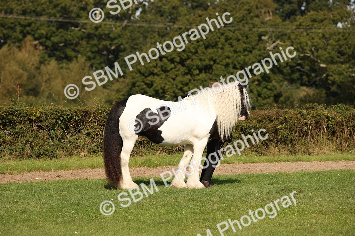 SBM_62196 - S55 - Traditional Cob In Hand
