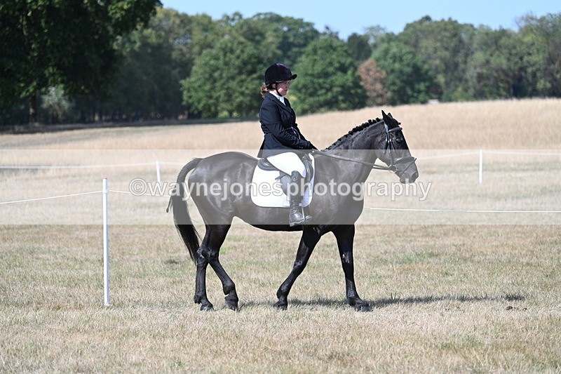 WJ7_1211 - Class 41 Prettiest Mare