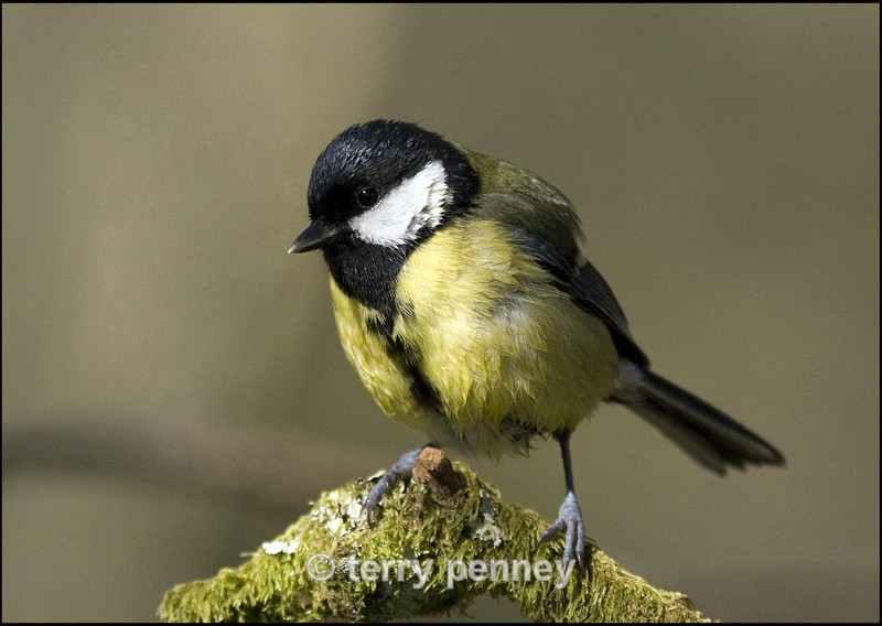 Great Tit (Parus major - Birds