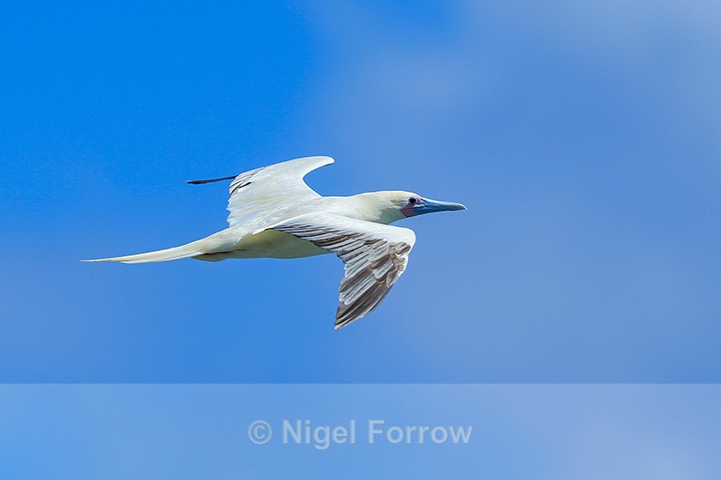 Red-footed Booby (adult) in flight, Kilauea Point, Kauai - Red-footed Booby