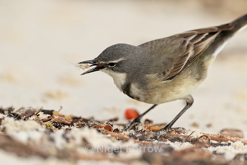 Cape Wagtail with food, close - Boulders Beach, South Africa - Cape Wagtail