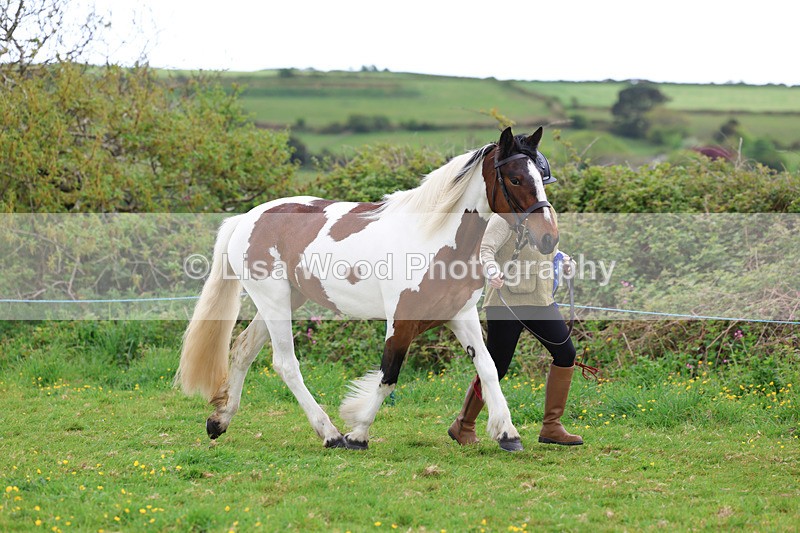 3E7A0777 - In Hand Championship