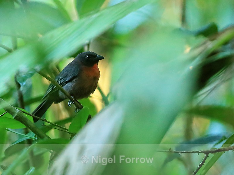 Black-cheeked Ant-Tanager, Drake Bay, Costa Rica - Black-cheeked Ant-Tanager