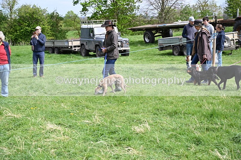 WJ6_8830 - Class 8 Best Working / Gun Dog or Bitch
