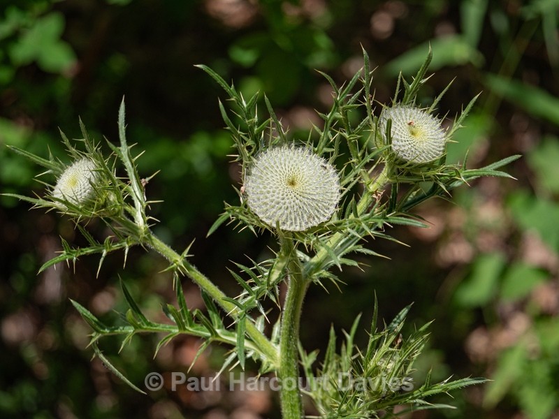 Lobelius' Thistle  (Cirsium lobelii)  - Gargano - Wild Flowers