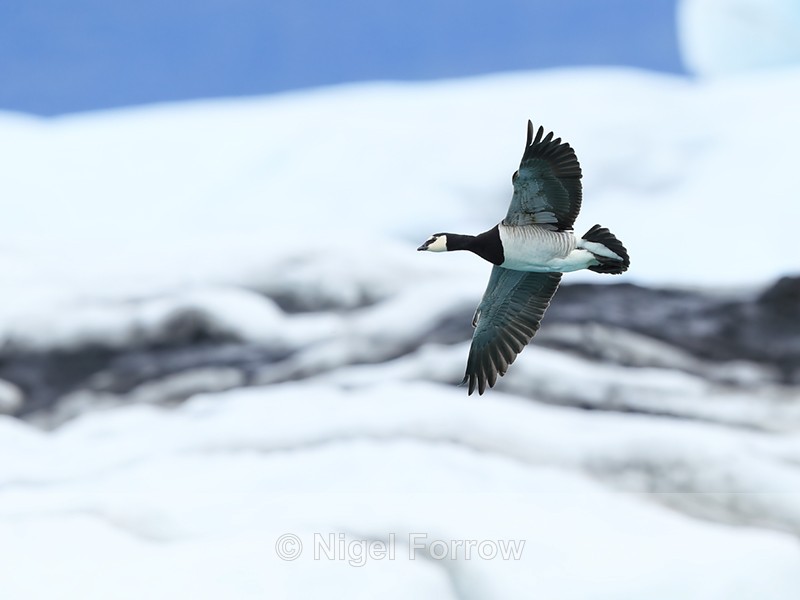 Barnacle Goose flying, iceberg background, Jokulsarlon, Iceland - Barnacle Goose