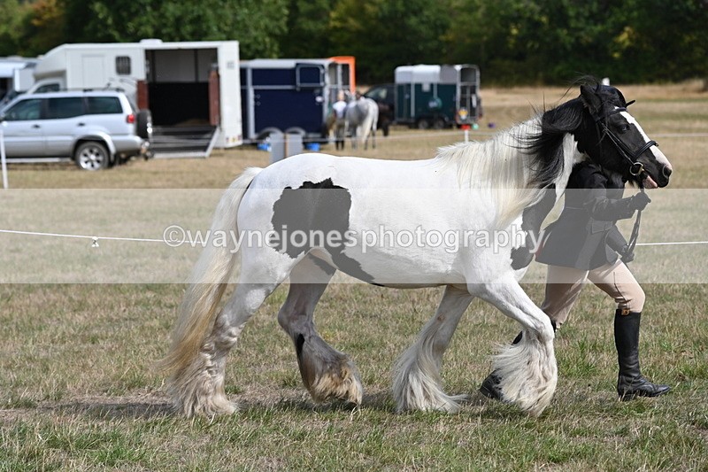 WJ6_6472 - Class 20 In-hand Cob