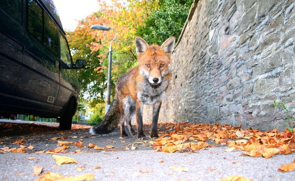  - Urban Foxes, Bristol, Great Britain