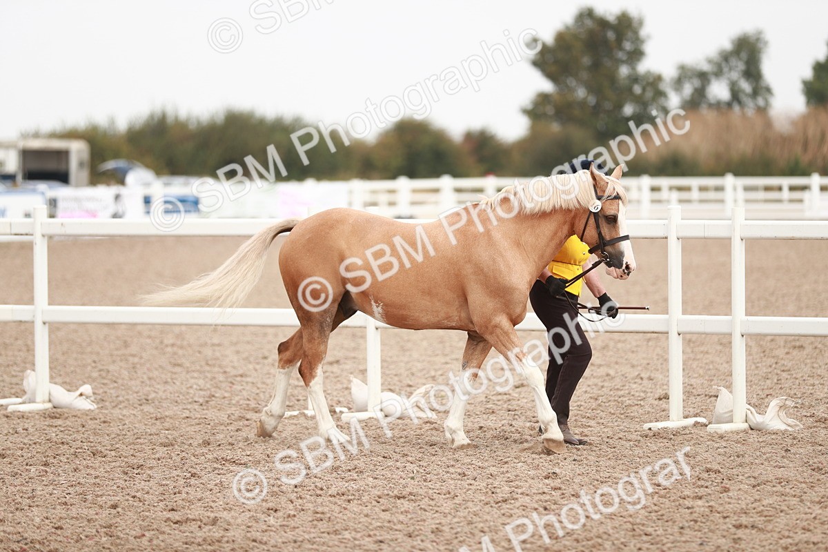 SBM_12403 - Class 207 IH M&M