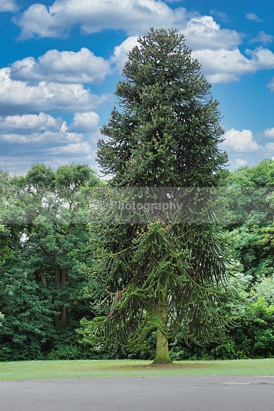 Tree - Plants and Trees