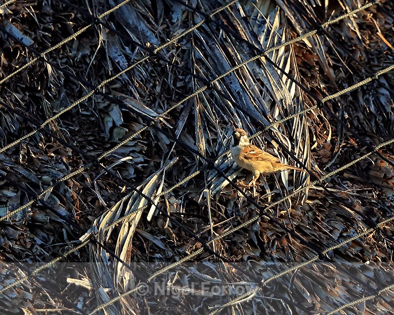 House Sparrow (male) on roof, Mekong Delta, Vietnam - House Sparrow