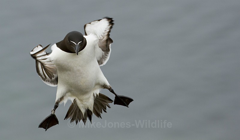 Ravorbill, Isle of Lunga, Inner Hebrides - FAVOURITES WILDLIFE GALLERY. Selected images from the wildlife collections.