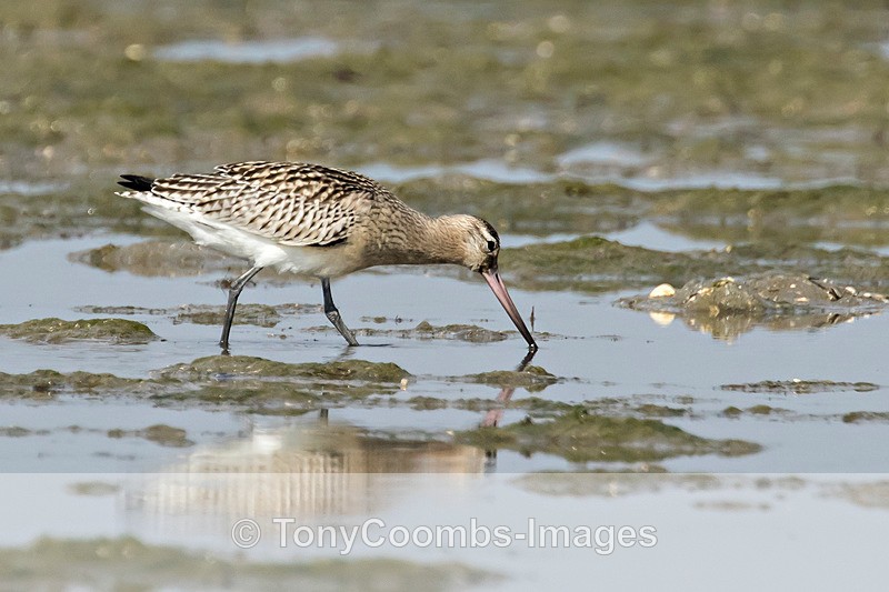Bar-tailed Godwit - Morocco