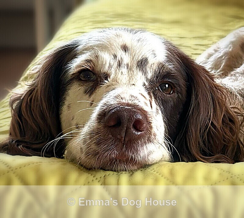  - Pawtraits