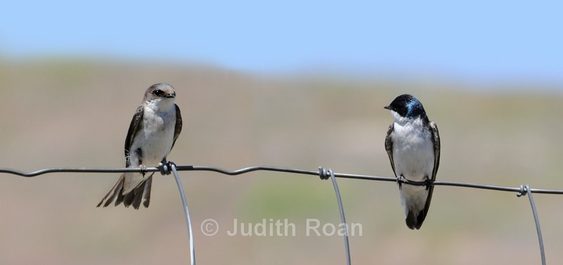 Tree Swallow Pair - Backyard Birds of Mercer Island