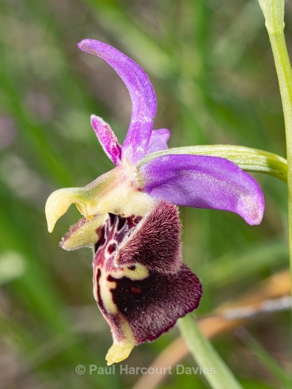 Apennine Late Spider orchid (Ophrys dinarica also Ophrys fuciflora ssp dinarica and O. holoserica ssp dinarica). - Wild Orchids 2021
