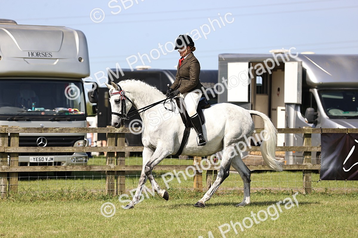 SBM_12906 - Class 75-76 LIHS BSHA Rising Star Hack Riding Horse