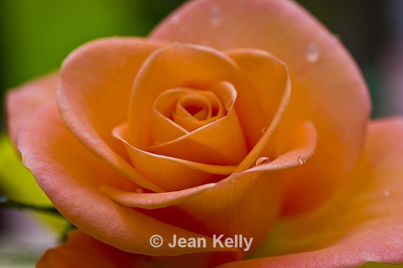 Flower - 20080715_38 - Orange