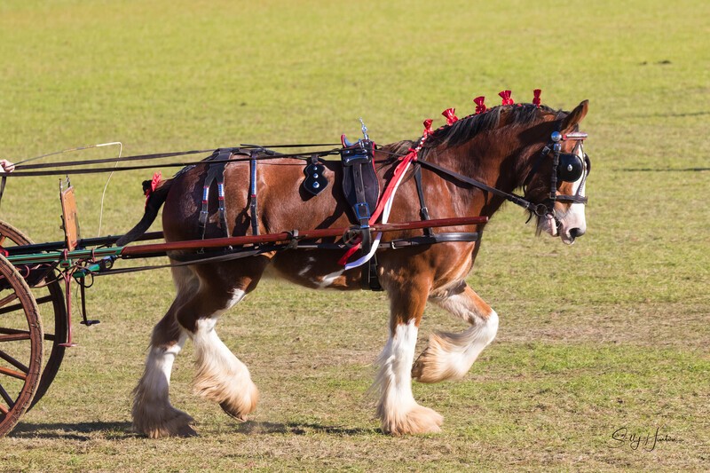 One horse and cart 7. 0A3A9553 - 2025 Senic Rim Clydesdale Spectacular