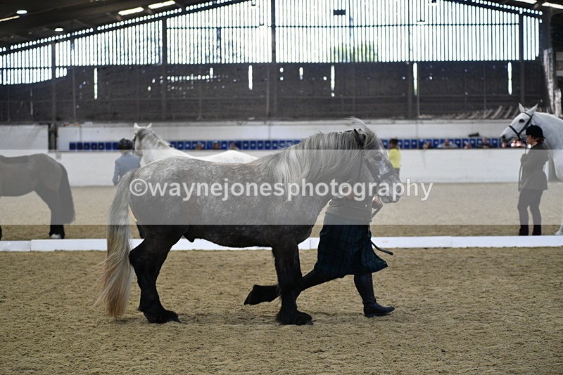 WJ5_4364 - Class 6 In hand M&M - Large Breeds