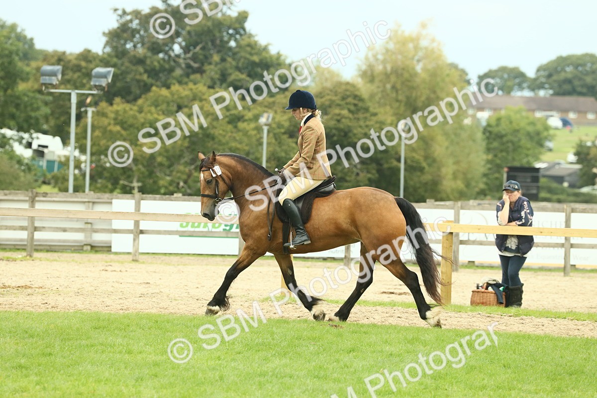 SBM_72145 - S60 - Mountain & Moorland Ridden Large Breeds