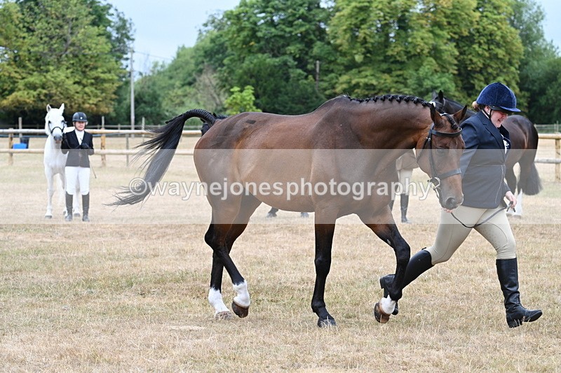 WJ7_9891 - Class 5a Most Handsome Gelding (above 14.2hh)