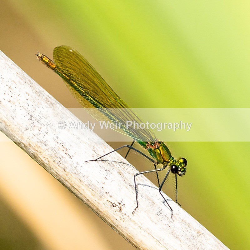 20180706untitled8E0A3201 - Dragonflies & Damselflies